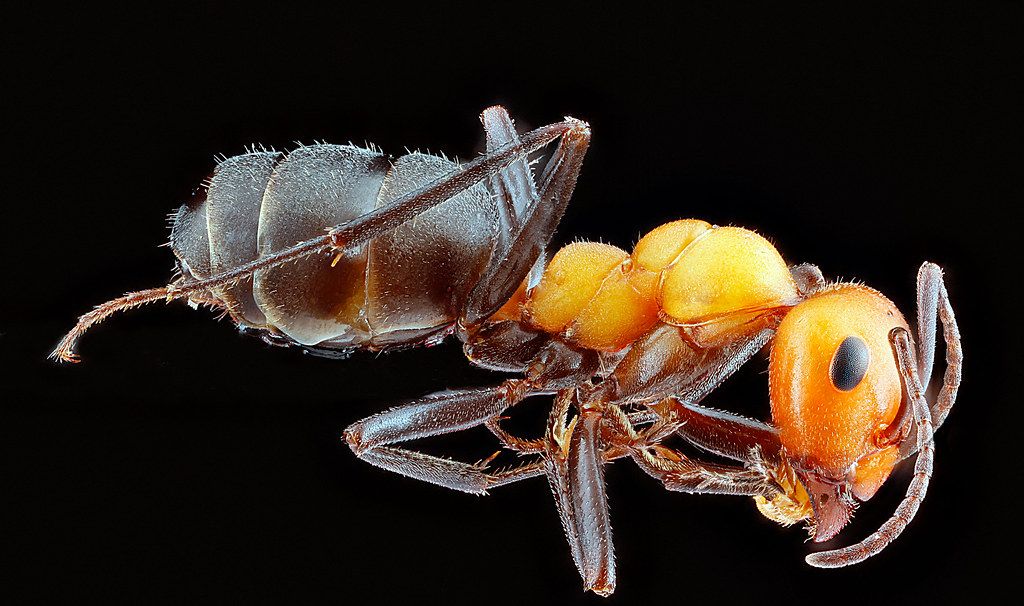 Ant Control service in Burien, WA