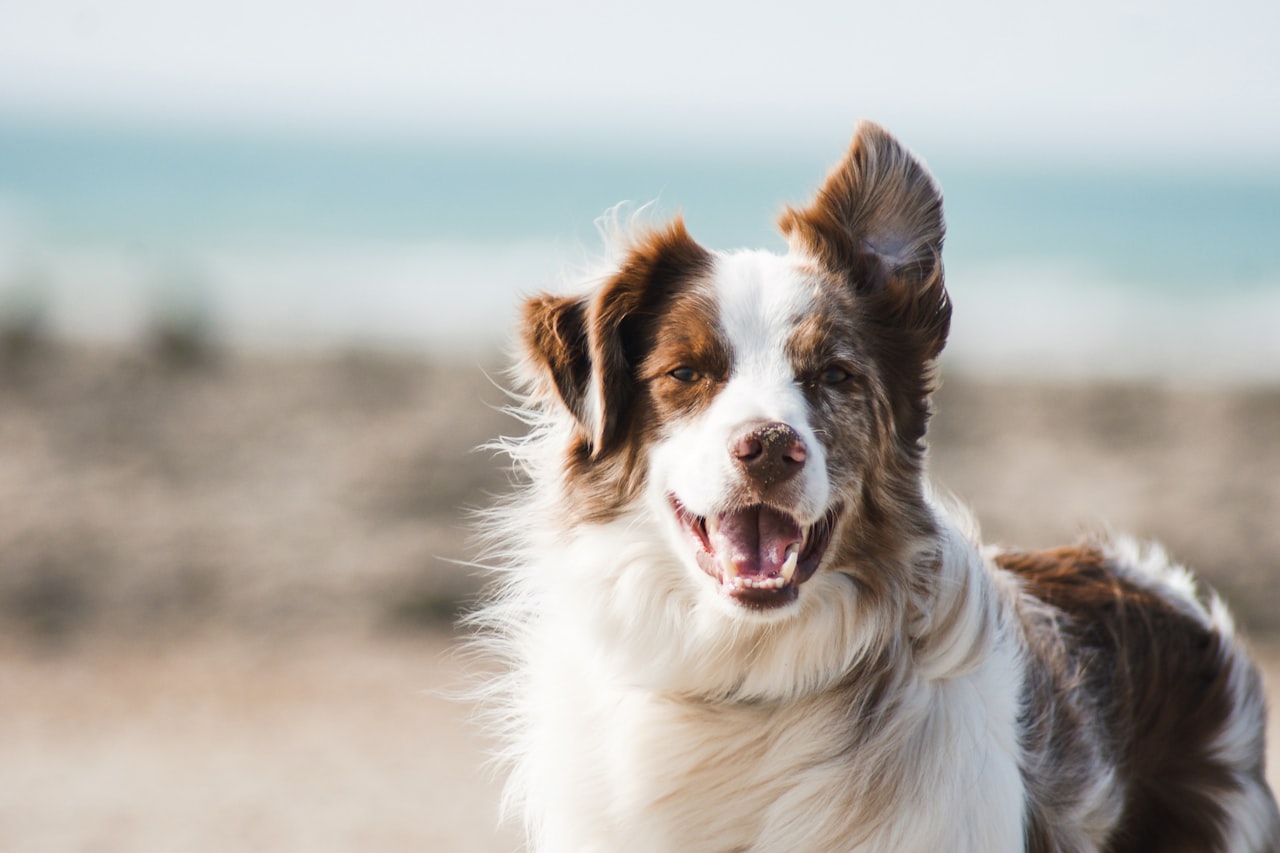 Flea & Tick Control service in Burien, WA