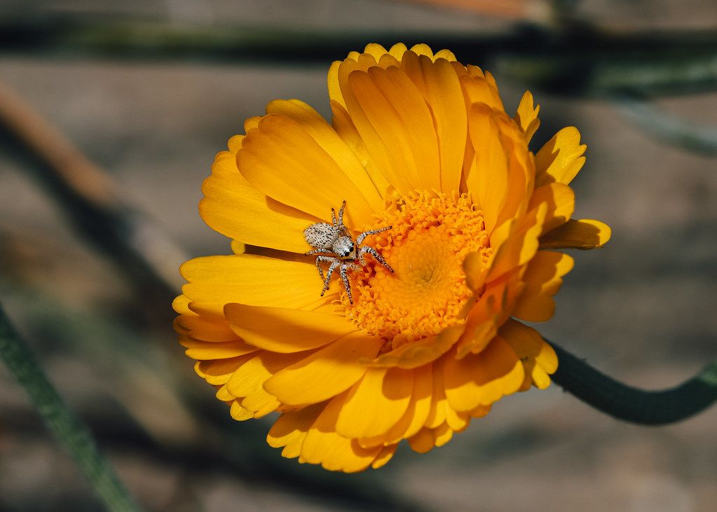 Spider Control service in Burien, WA